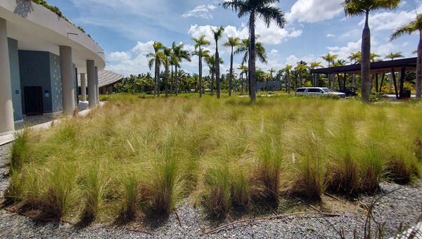 Environmentally conscious landscaping at the Club Med Miches Playa Esmeralda.